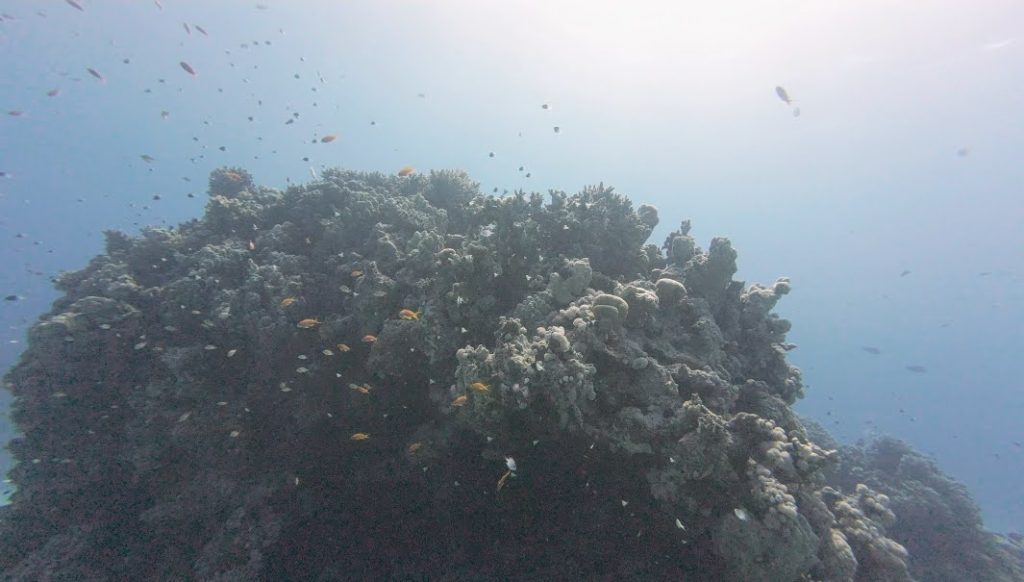 Diving in Hurghada 
