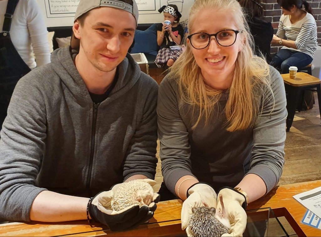 hedgehog cafe