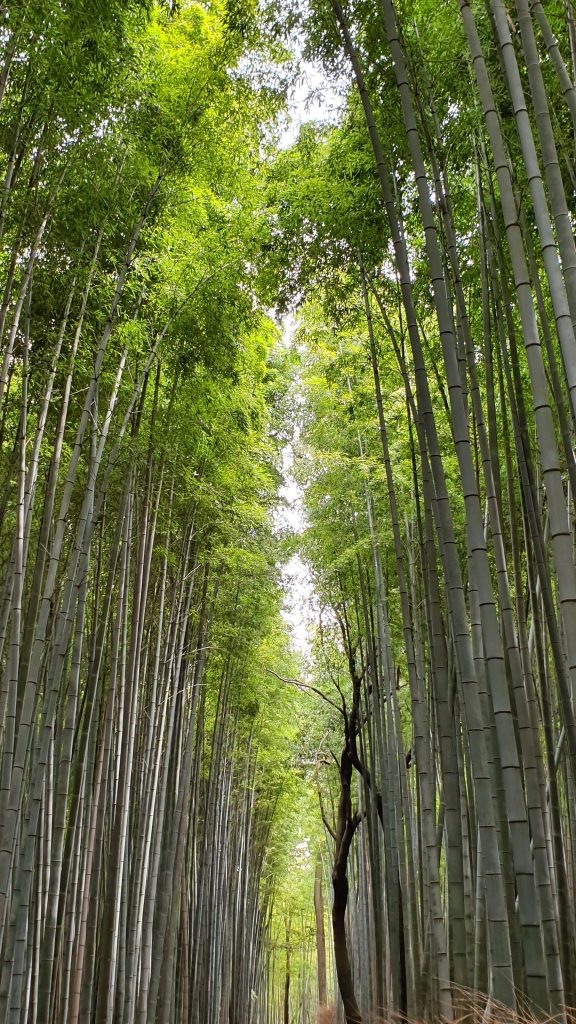 Bamboo Forest Kyoto