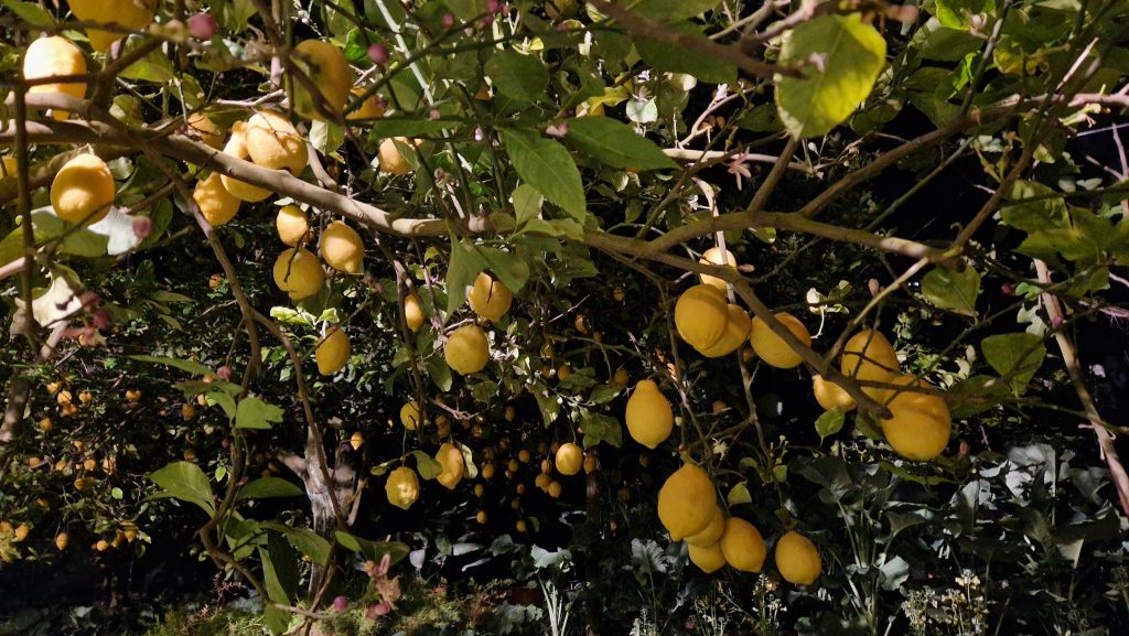 Lemons in sorrento