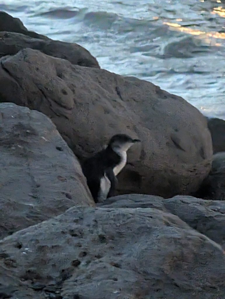 Penguins St Kilda - travel australia
