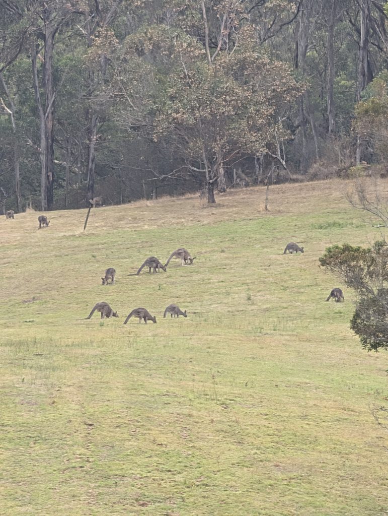 Kennett River Nature Walk - travel australia