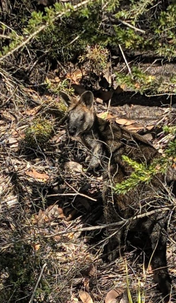 Wallaby