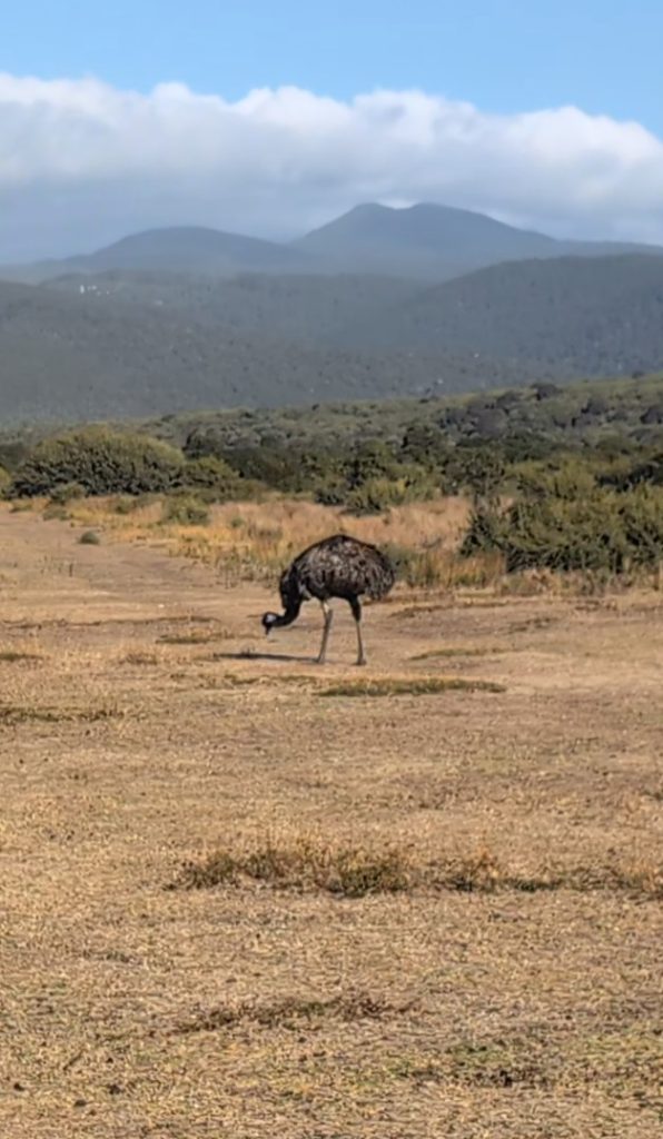 Emu