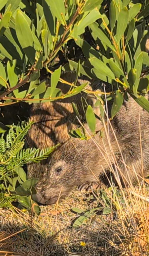 Wombat