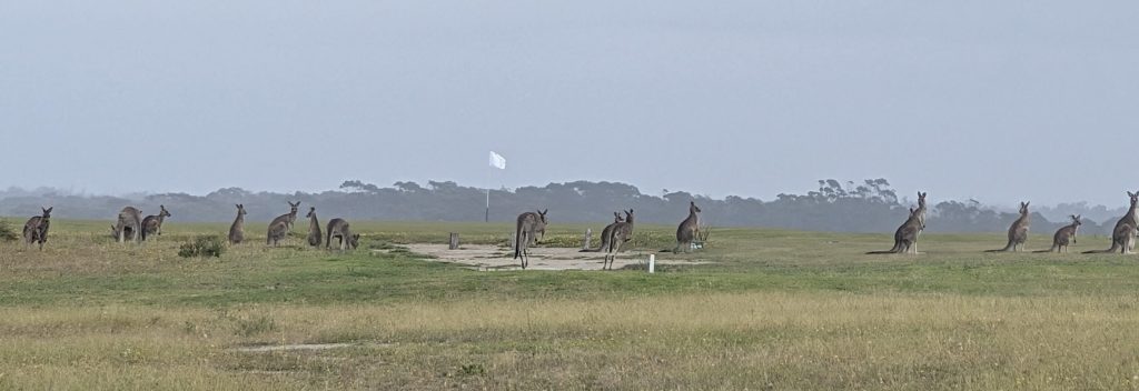 Mallacoota Golf and Country Club - travel australia