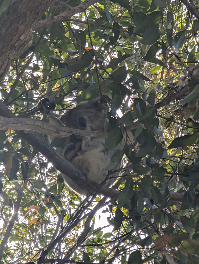 Mallacoota Koala
