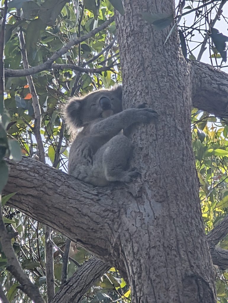 Mallacoota Koala - travel australia
