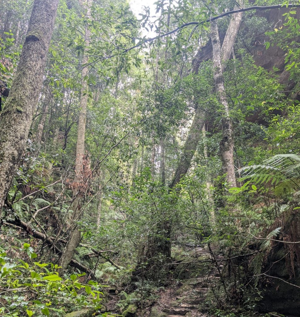 Blue mountains  - travel australia