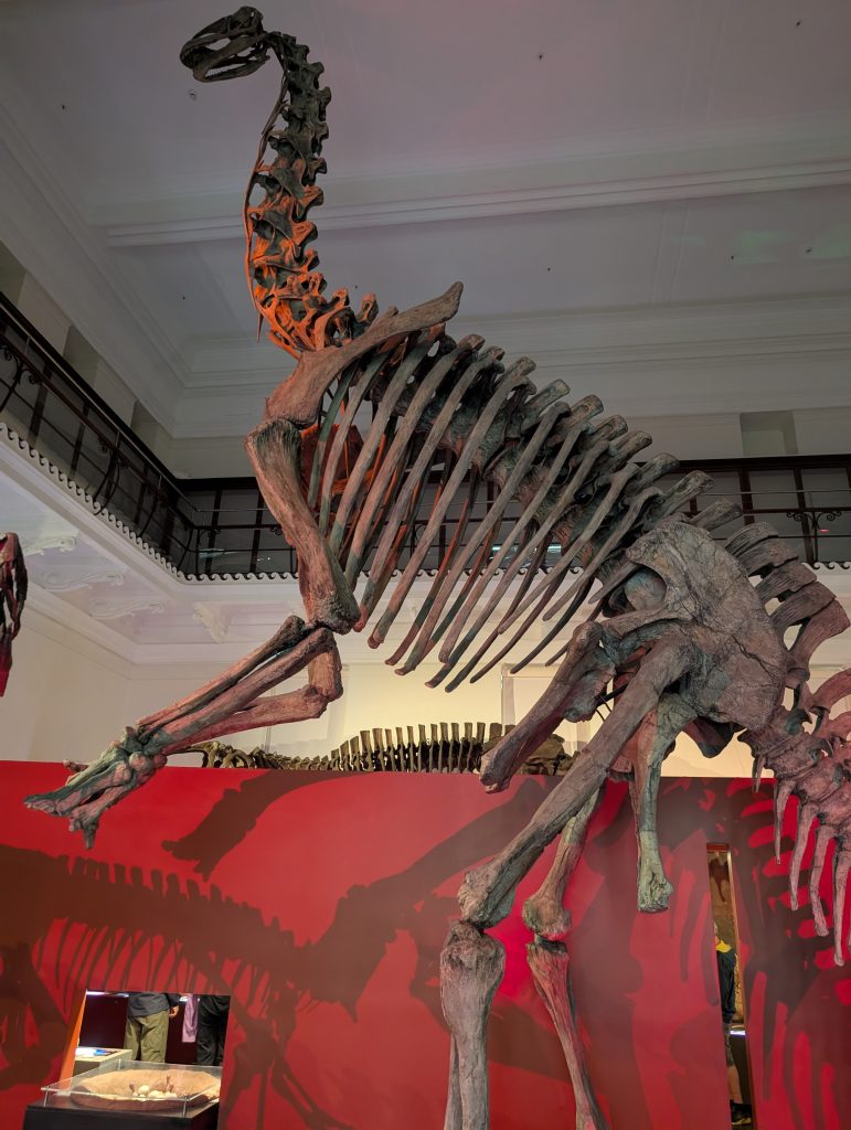 Australian Museum
