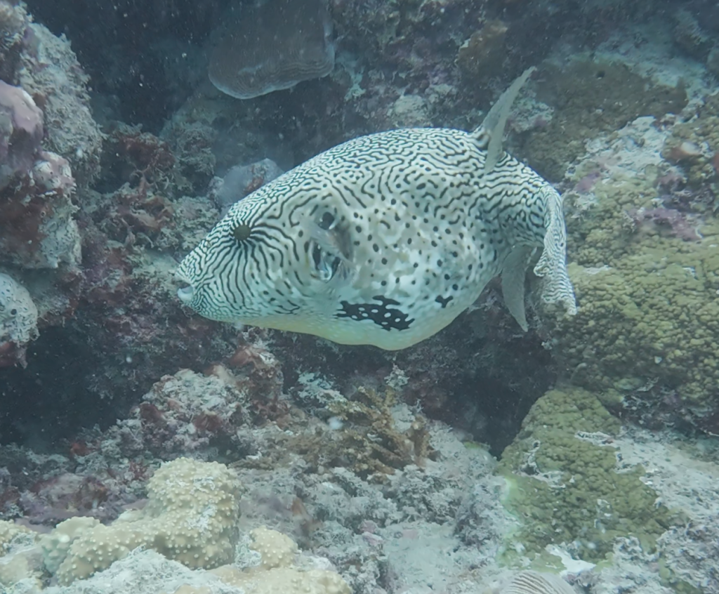 great barrier reef diving