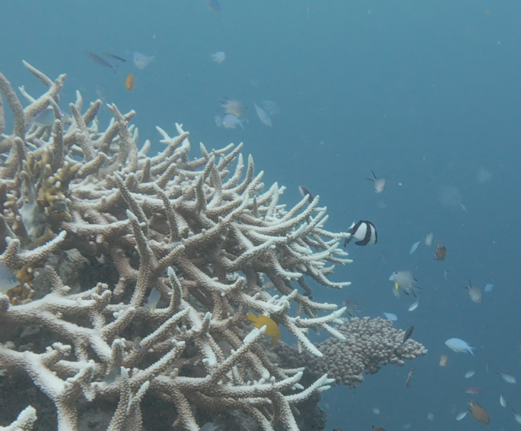 great barrier reef diving