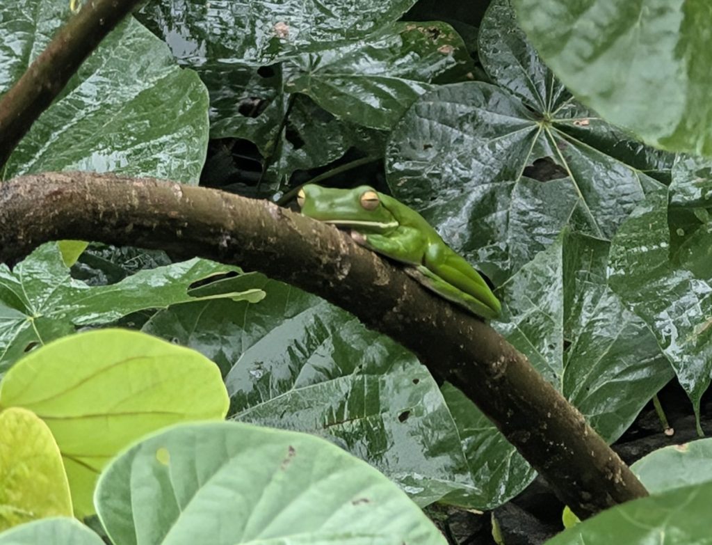 Cape Tribulation green tree frog 