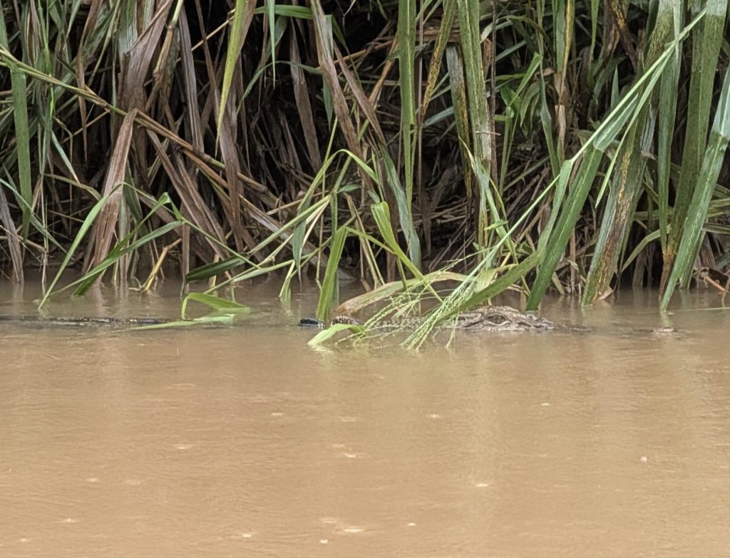 Cape Tribulation crocodile - travel australia